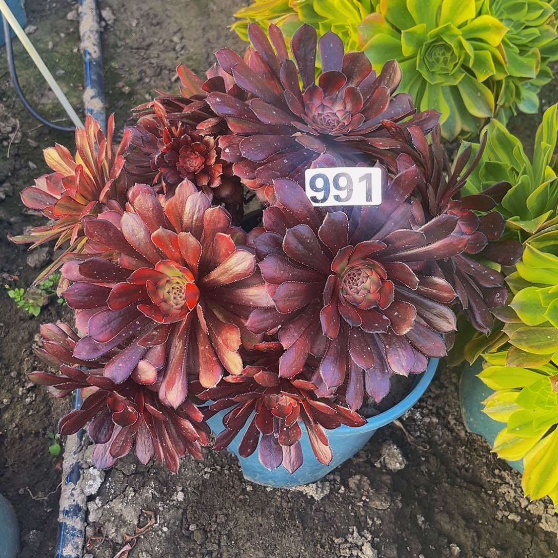 法师法师15-14包邮法师