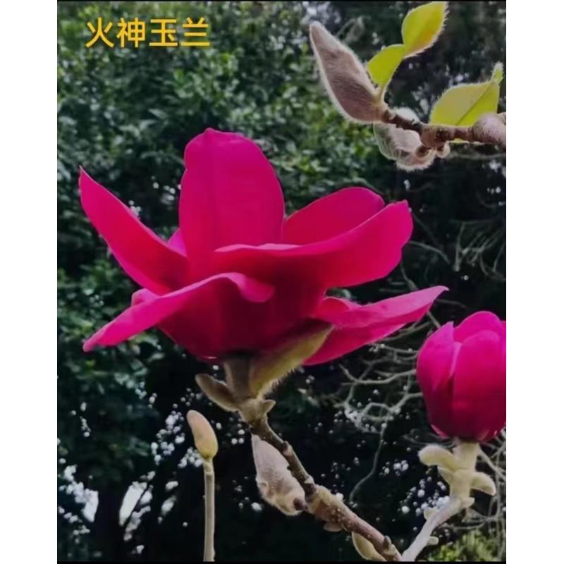 火神玉兰花花卉带花苞发货火神玉兰花绿植盆栽