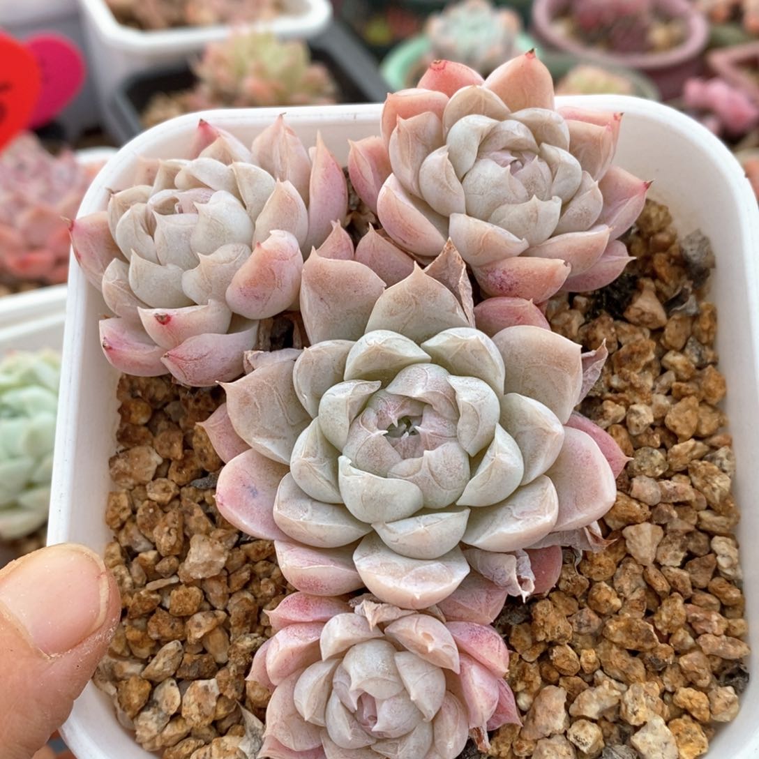 精品多肉一物一拍131