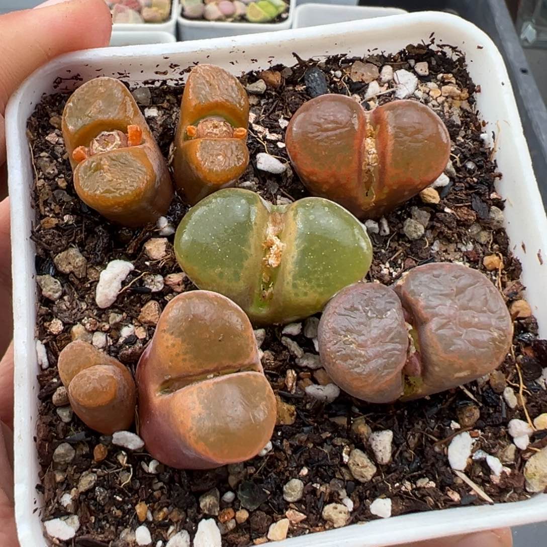 1.18好看的多肉544