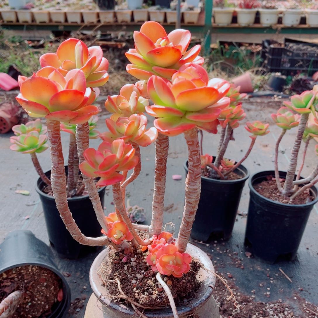 红梅高桩一颗发货