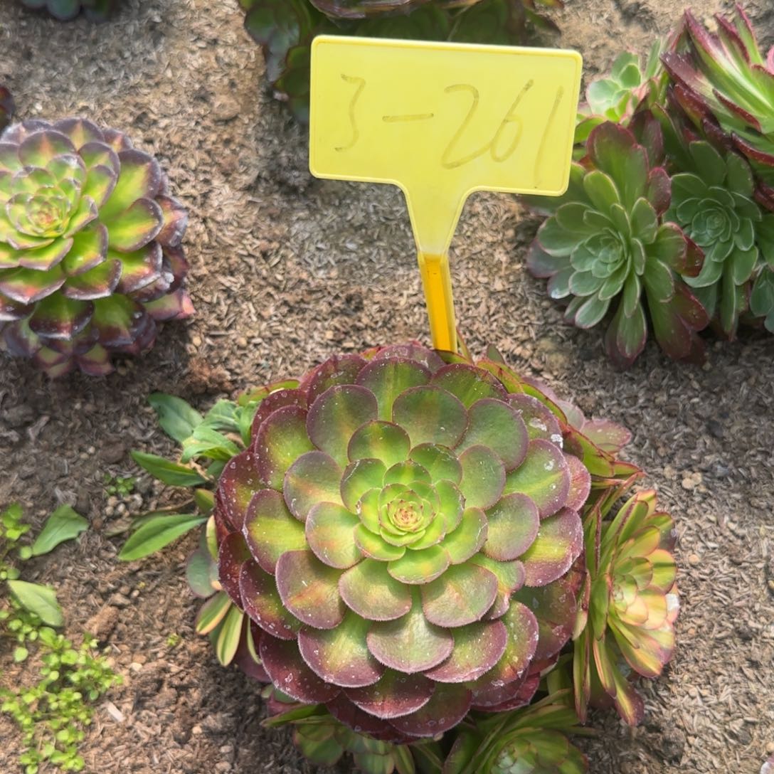 3-261---多头多肉万七彩