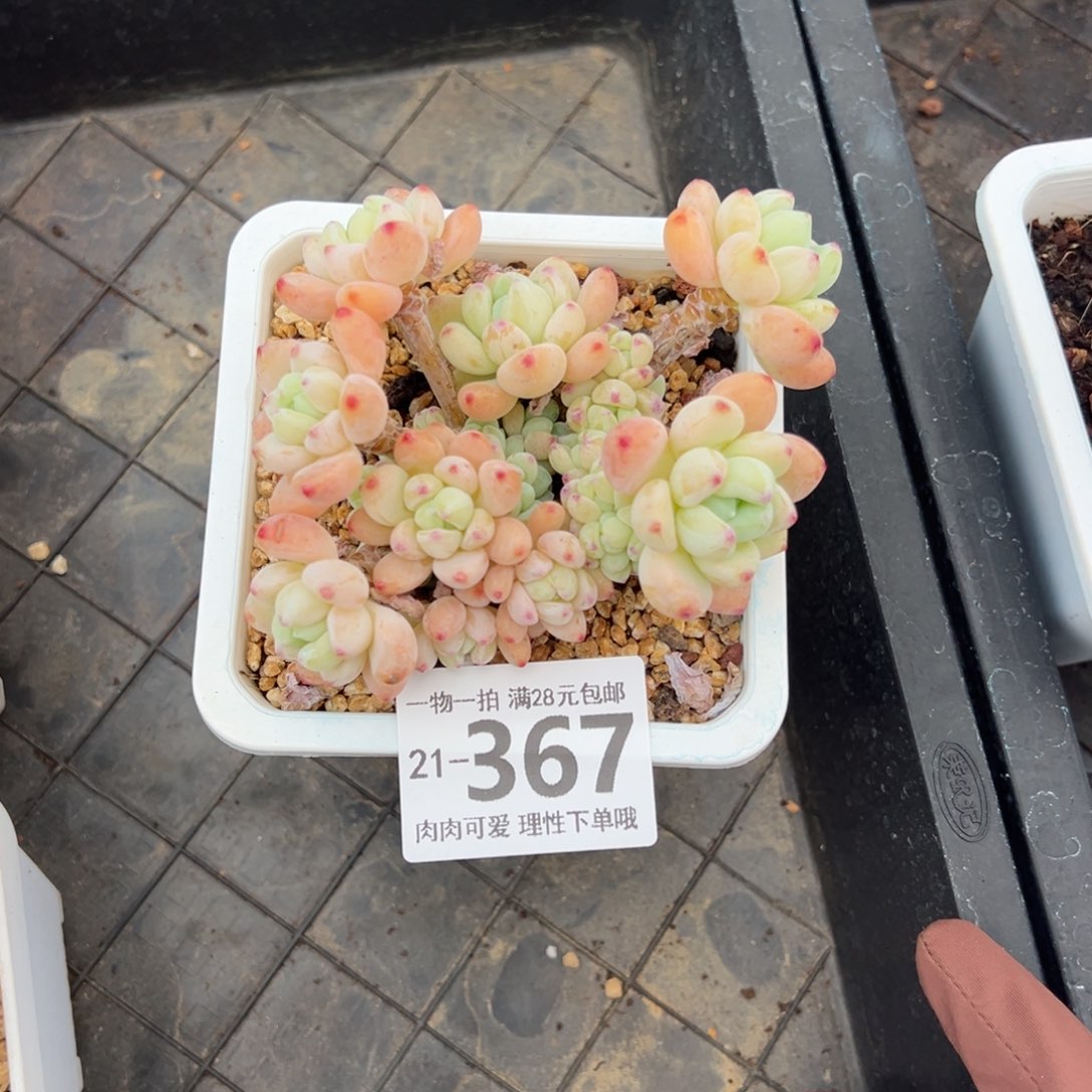 樱花罗绮多肉多肉多肉多肉