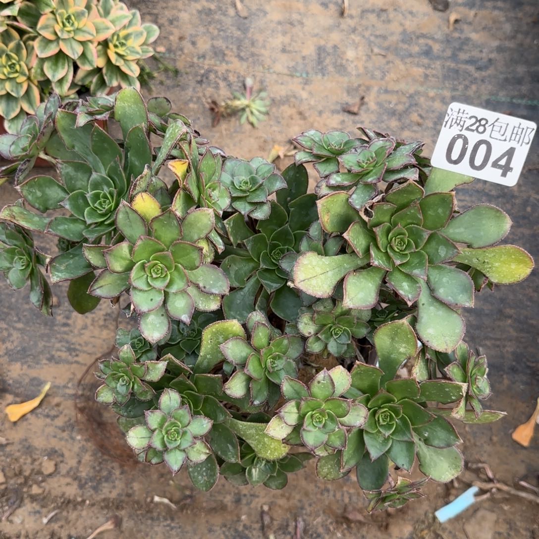 青衣多肉004满28包邮断枝不包损