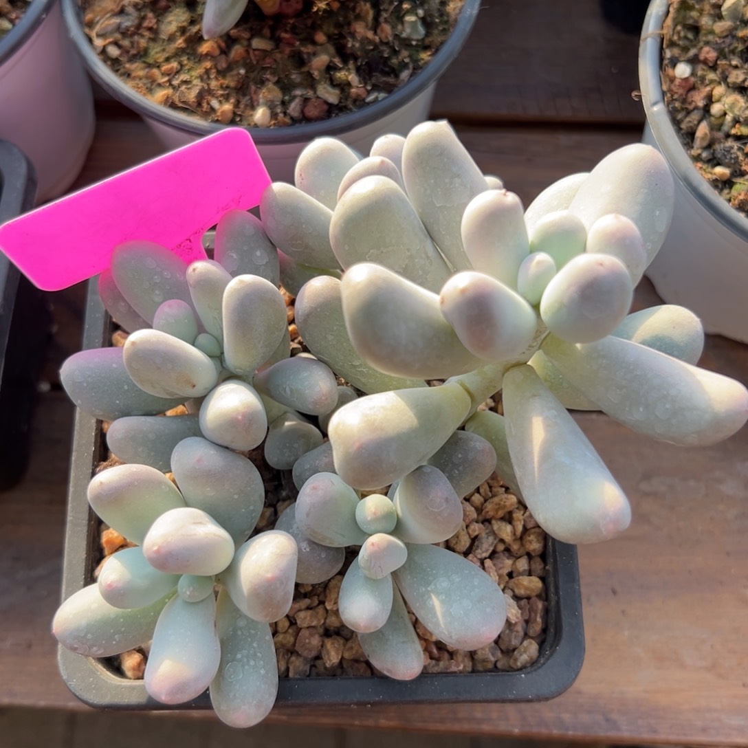 米可奶群生11111111111