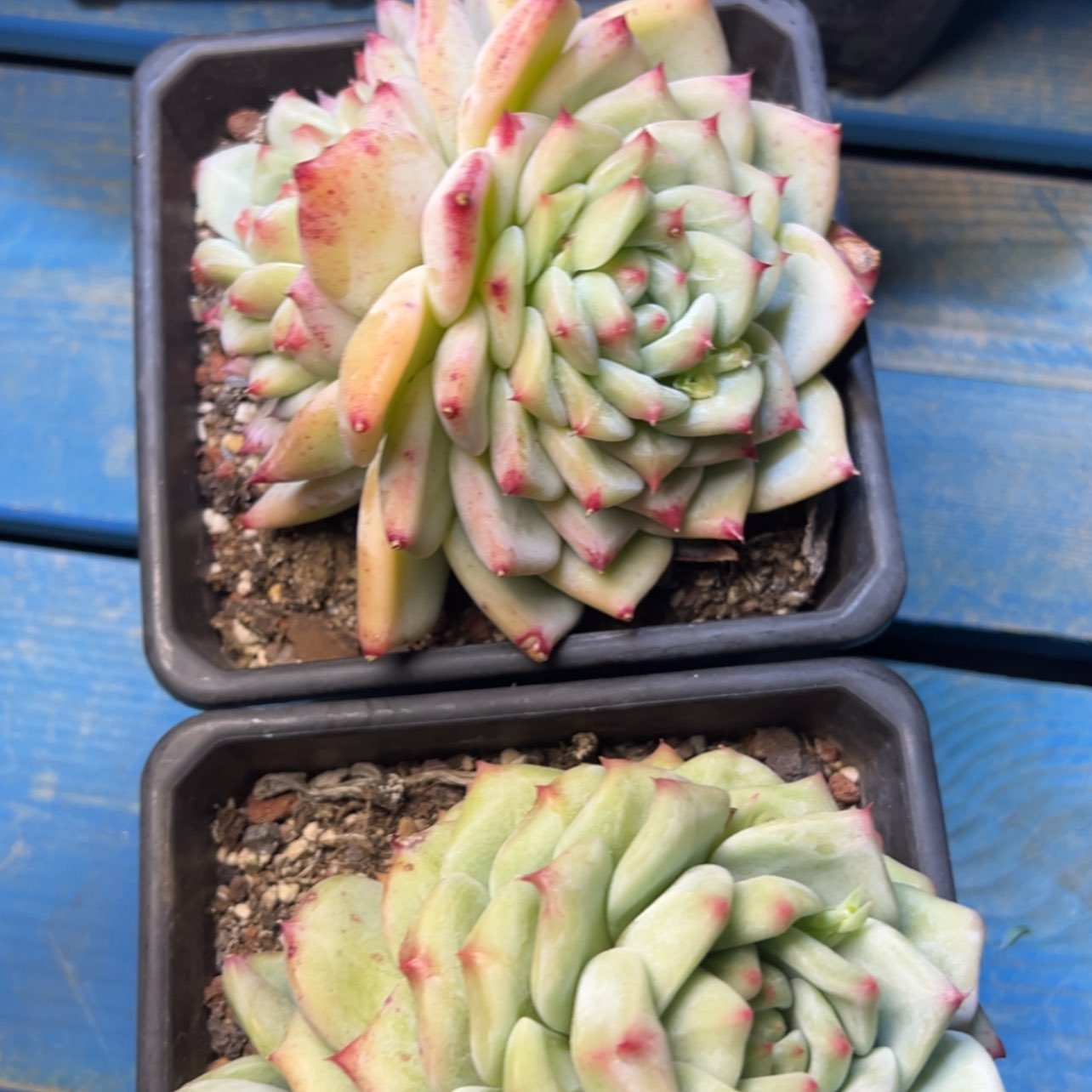 【闪购商品】白拉糖多肉39.8