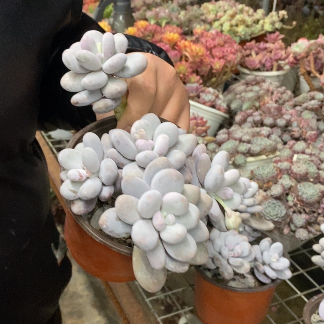 奶酪多头群生老桩，160杯