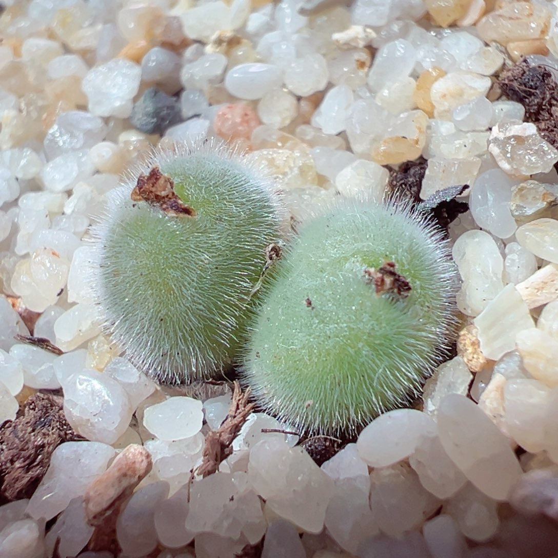 1231-638多肉多日小美毛球