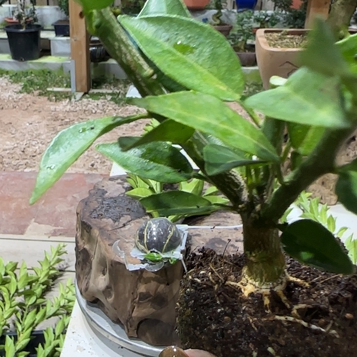 笨***孩直播间八房柑一物一拍