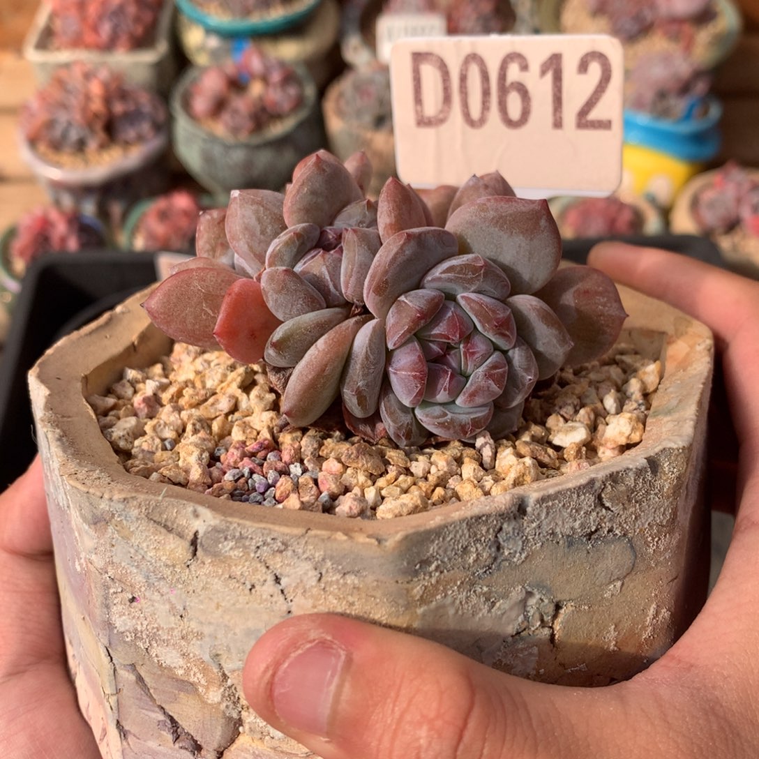 D0612 石榴籽朵缀 有砍 7.5cm
