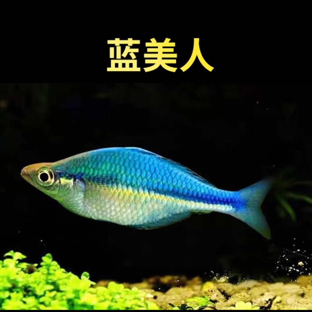 蓝美人热带观赏鱼好养易繁殖适合新手草缸群游淡水鱼