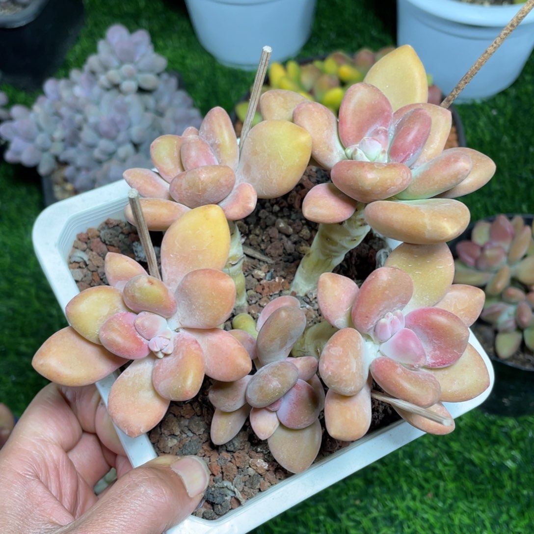 老桩kk美人多肉植物