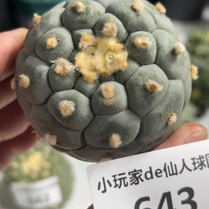 643就发货可帮发根