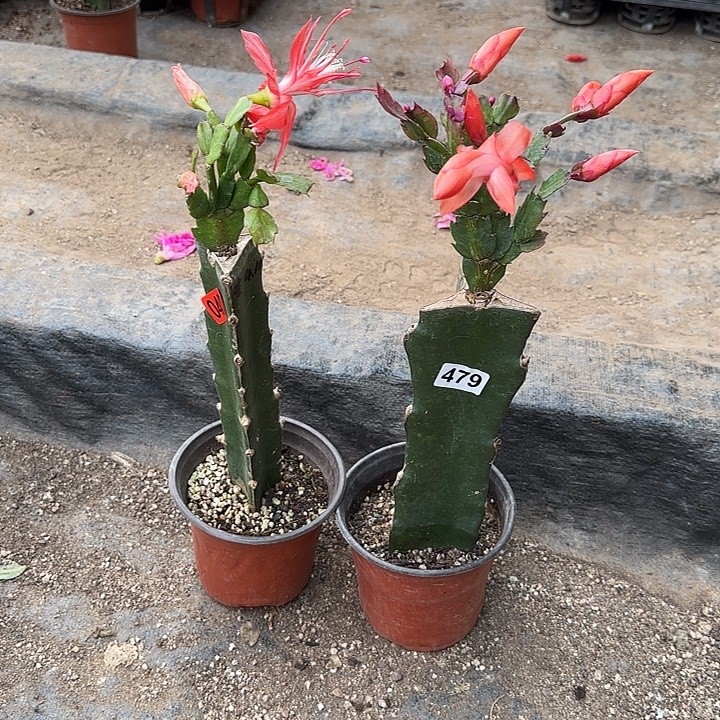 040+479嫁接蟹爪兰：索菲亚+爱丽丝