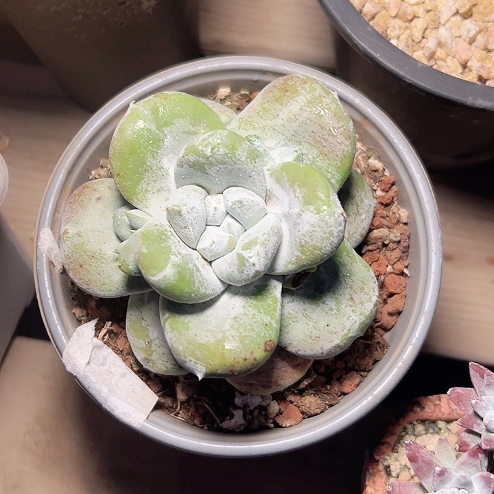 2359 小鹿多肉一物一拍