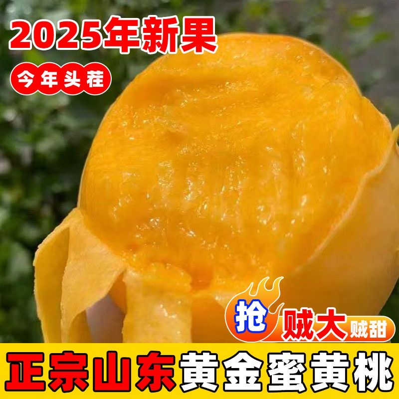 【明日达】山东蒙阴纯甜黄桃水果新鲜当季蜜桃锦绣毛桃子黄肉山东省
