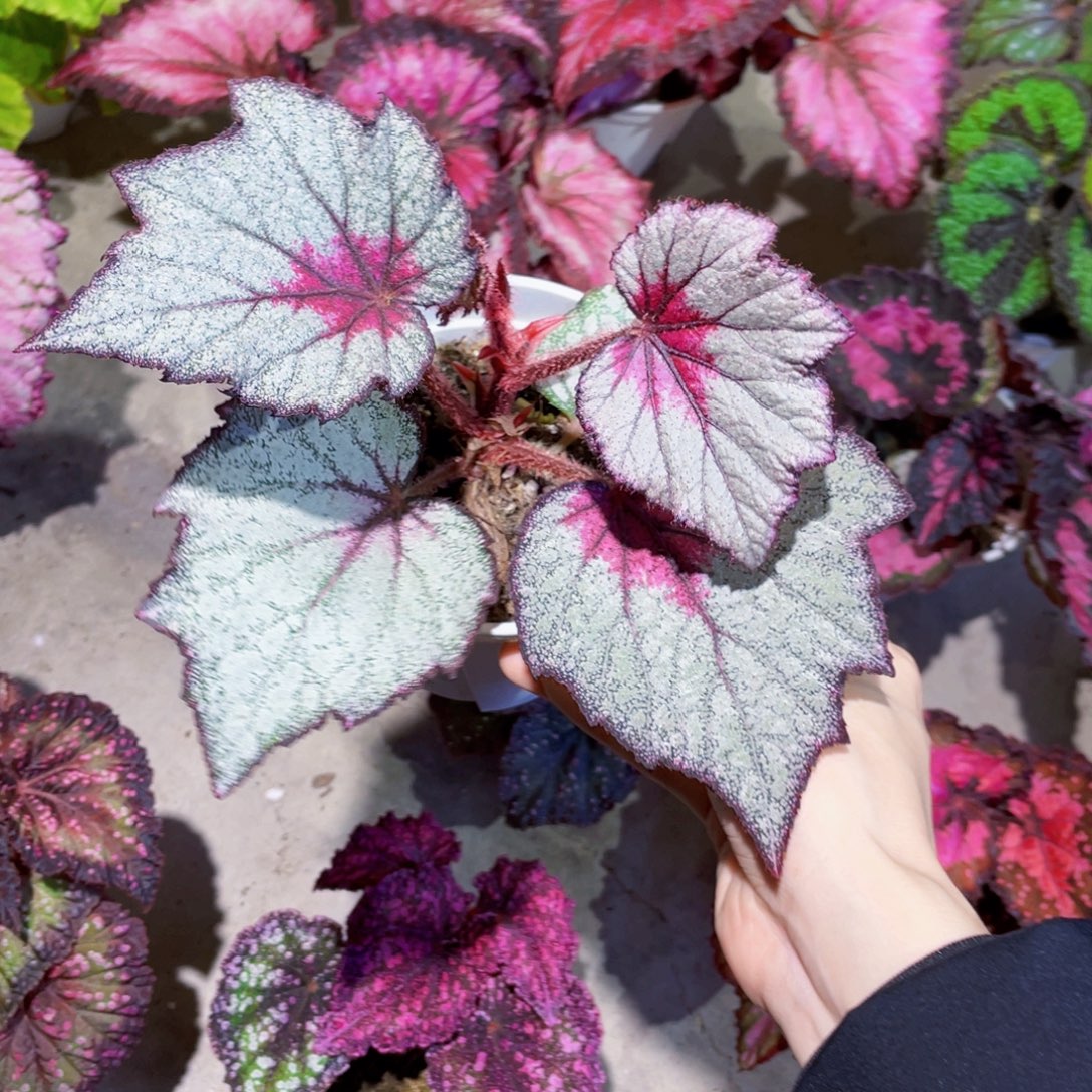 无花朵洛雯秋海棠