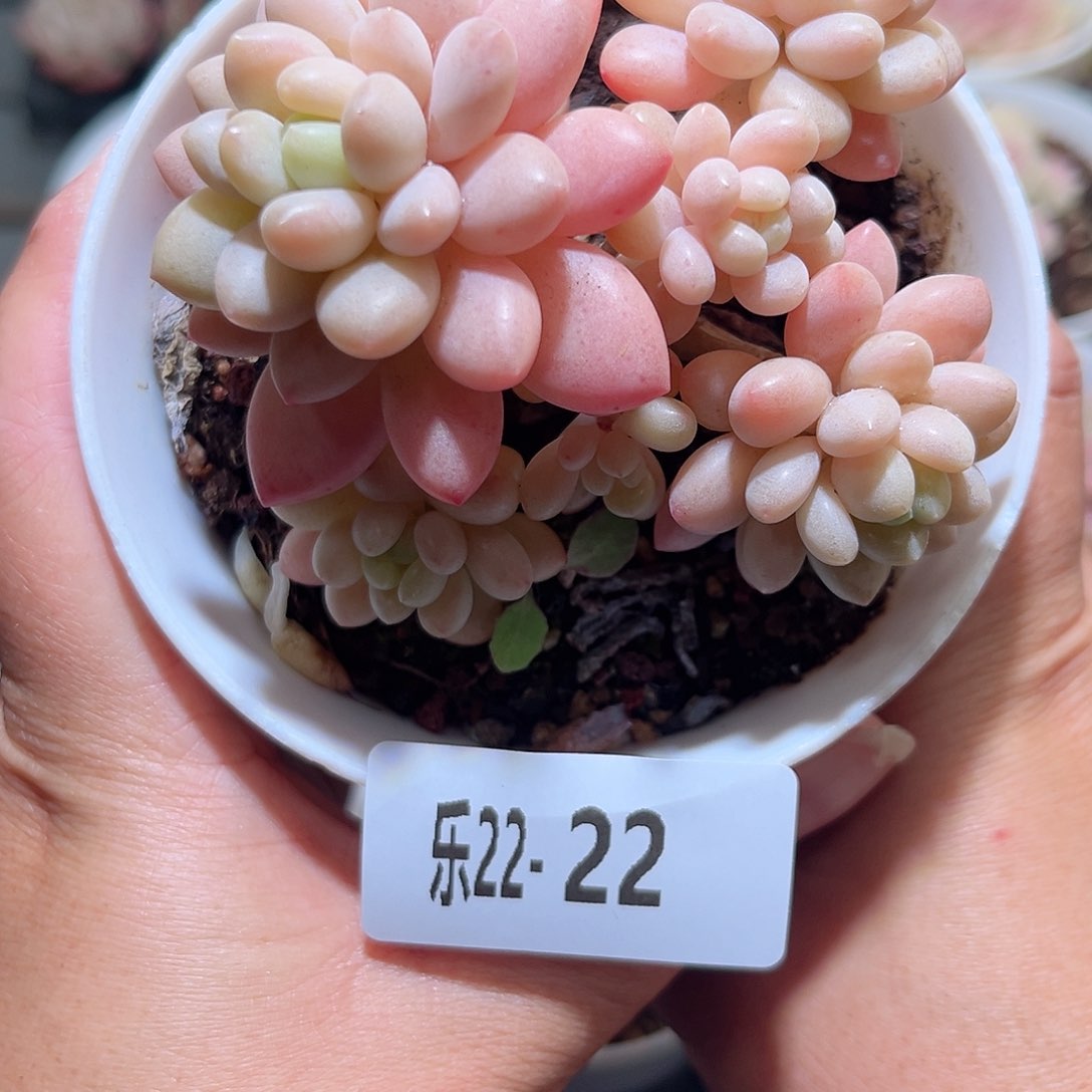 乐22-22洛可可群