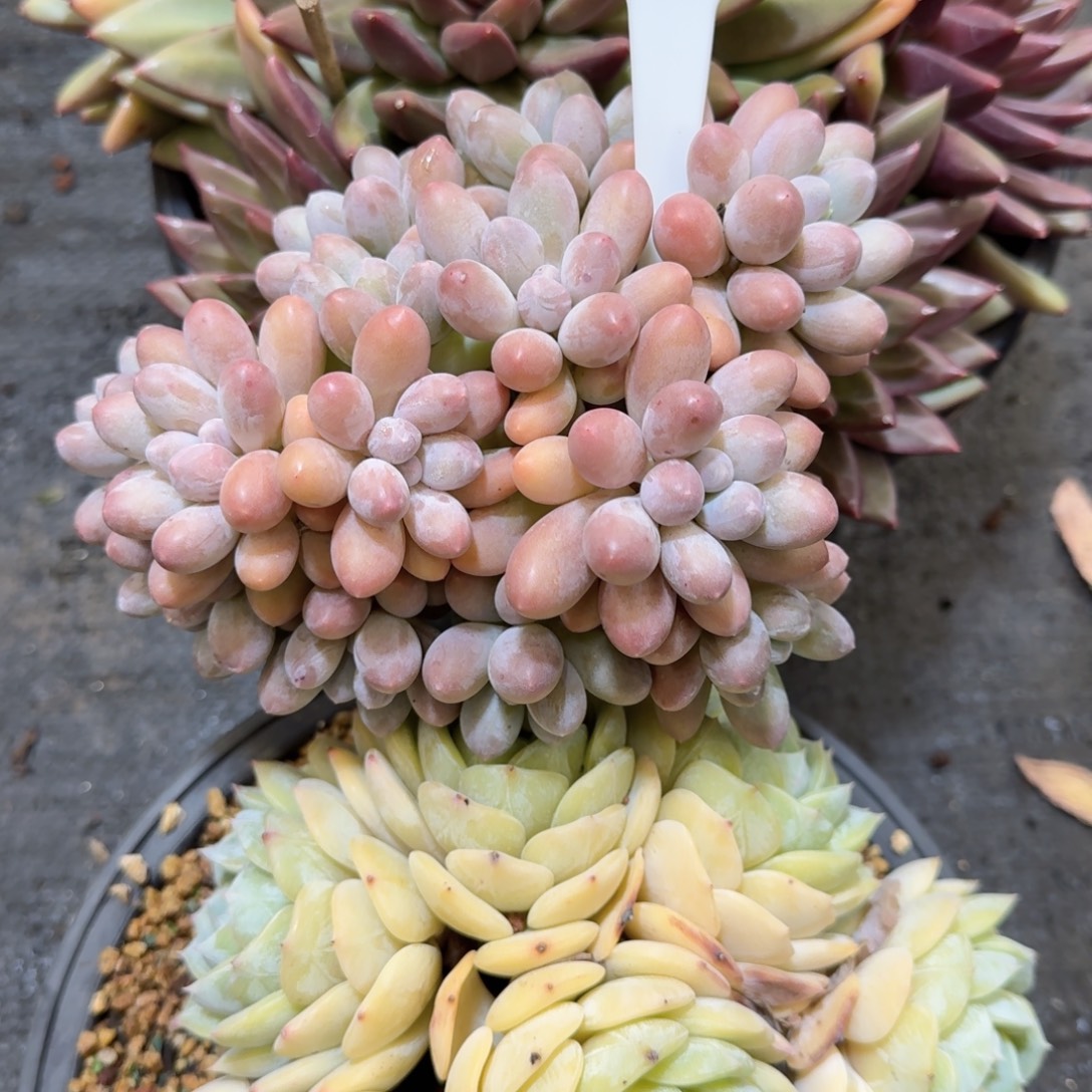 一物一拍圆叶汤圆443