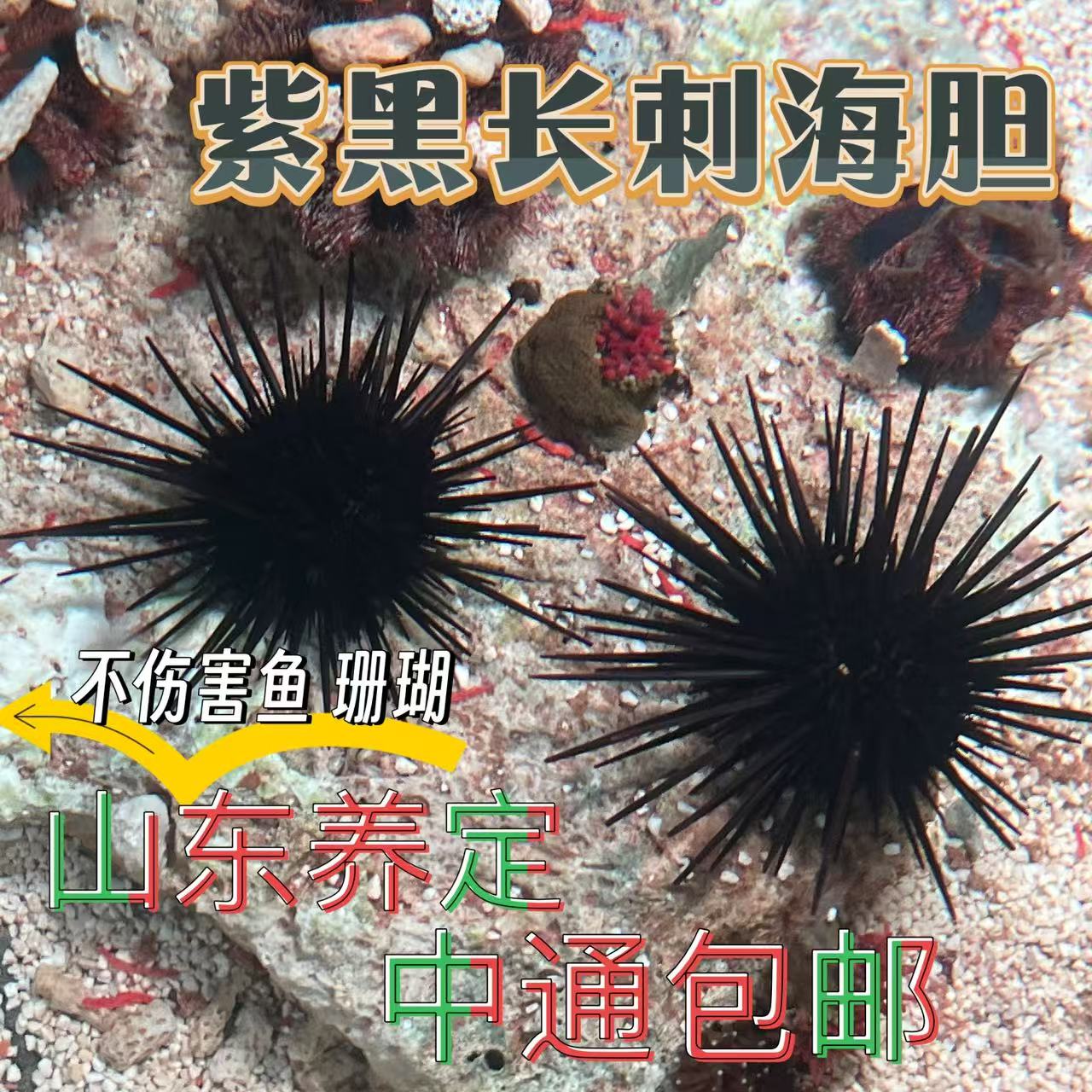 蓝礼服海胆紫海胆宠物海缸生物除藻清洁海洋小生物造景马粪海胆