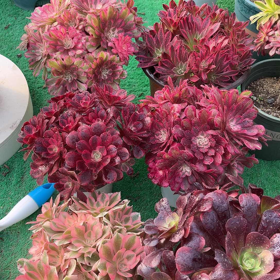 6颗法师多肉植物漂亮漂亮