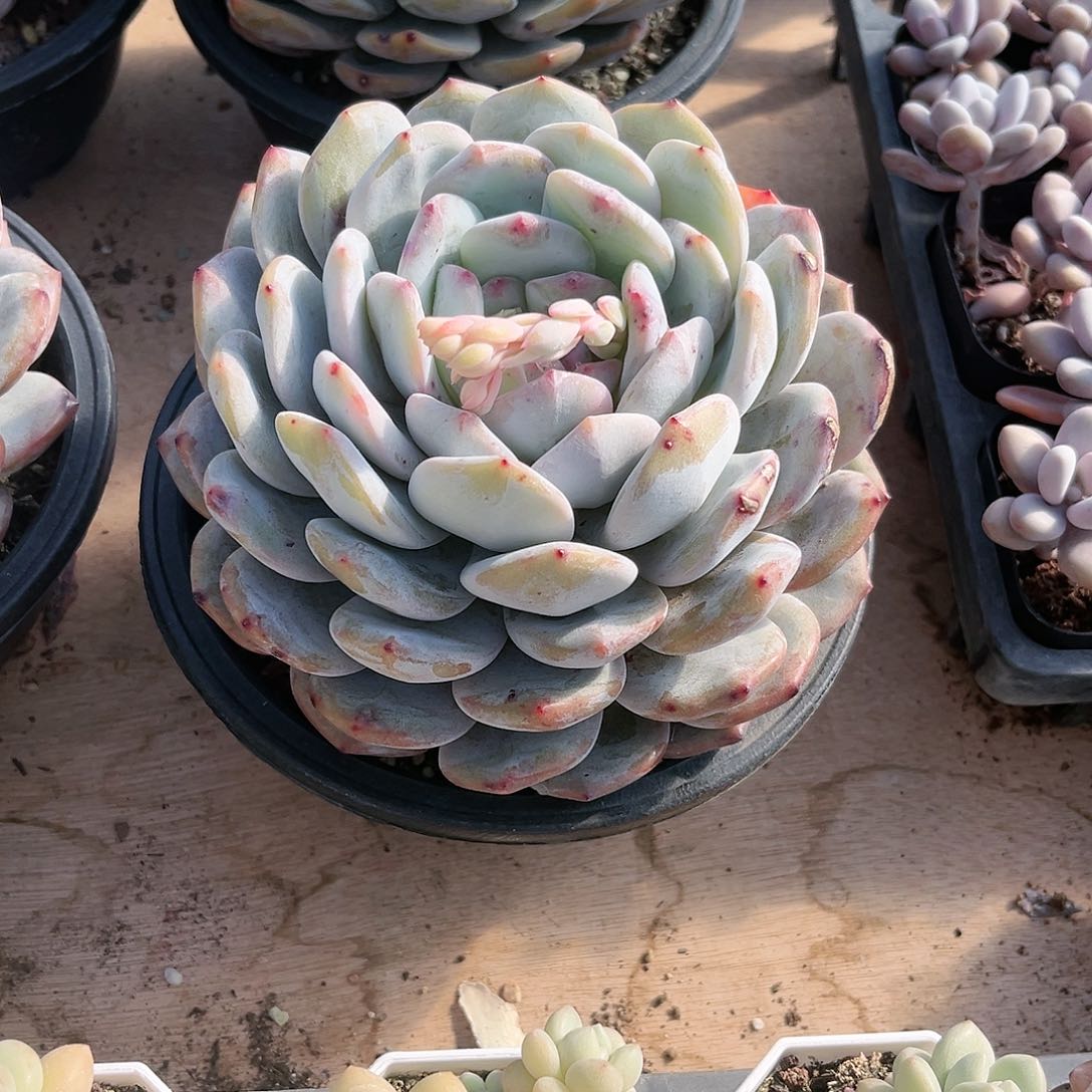 肖*芽小豆芽大橙子多肉