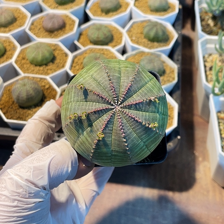 107实生大单头欧布