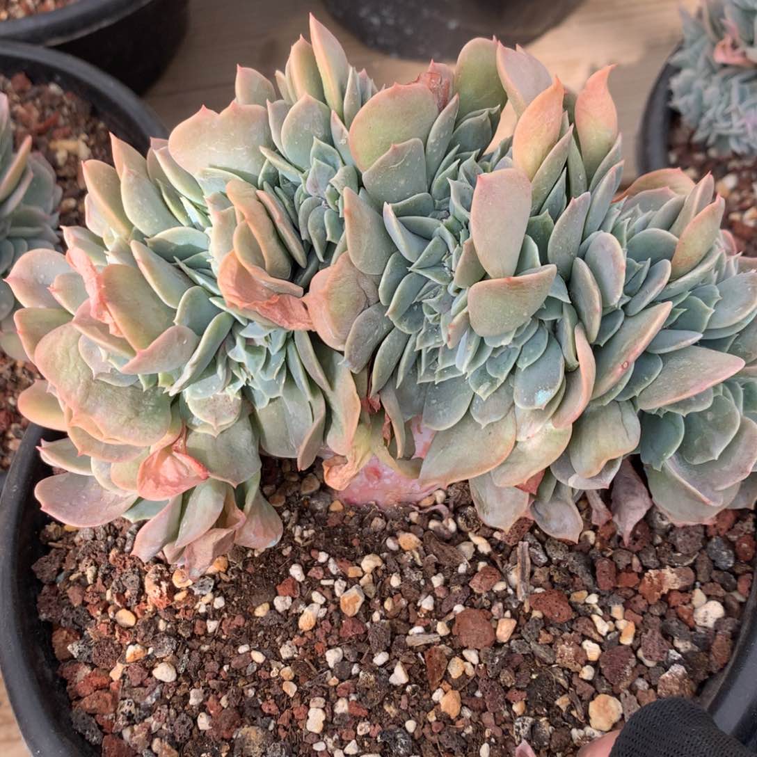 A021售后范围：签收起7天录开箱视频