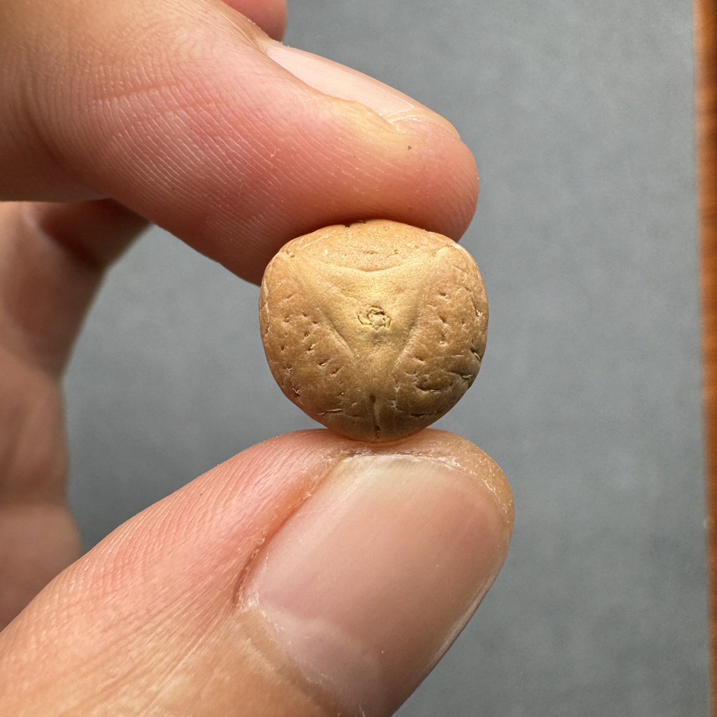 12+尼泊尔实心龙眼凤眼手串佛塔顶珠腰珠侧挂背云，开孔不退wj0826