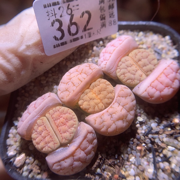 精品生石花26.362