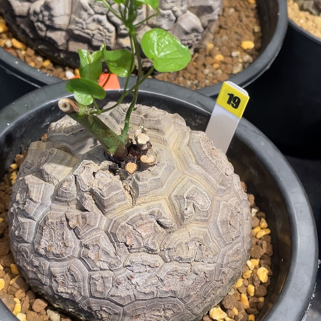 19号龟甲龙不退不换