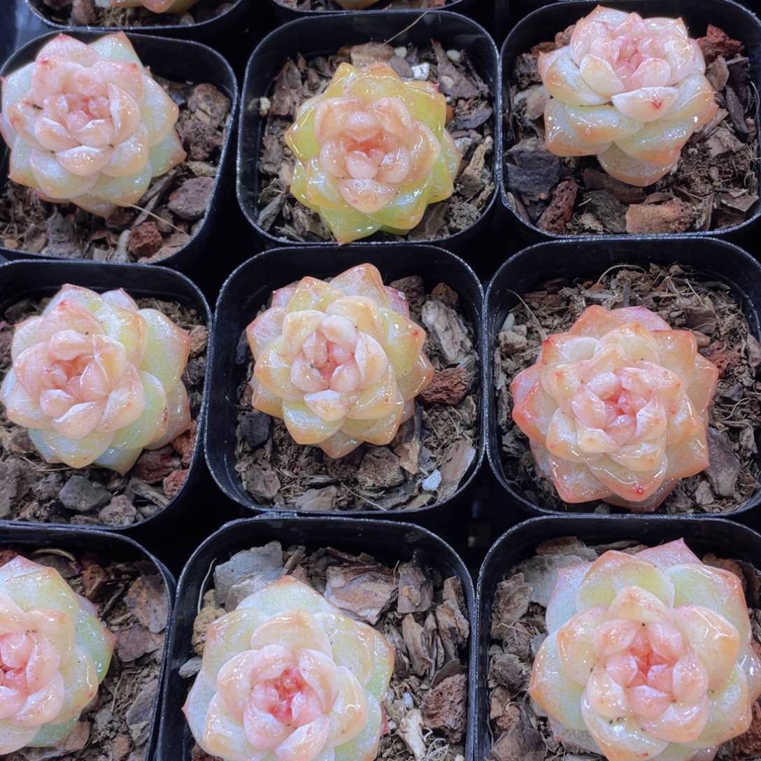 量拍7号 优选水晶粉钻单头一个