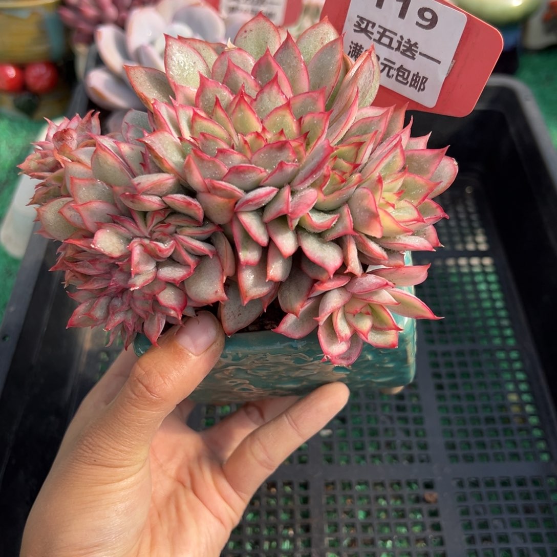 表妹精品多肉植物119.