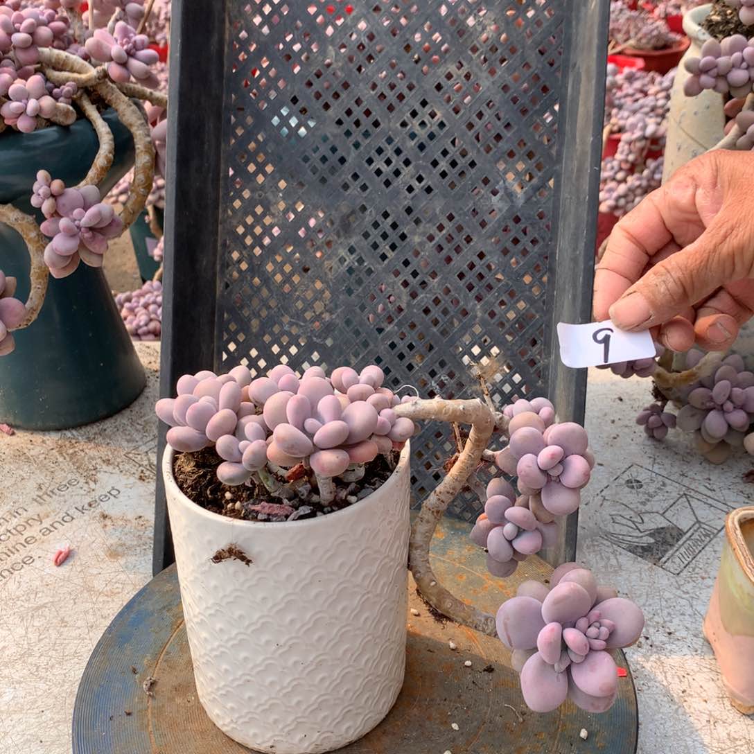 桃蛋老桩9号不带盆