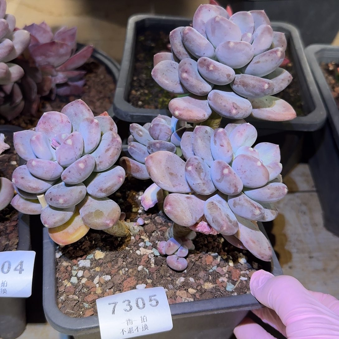 松****7305号咖啡美人多肉