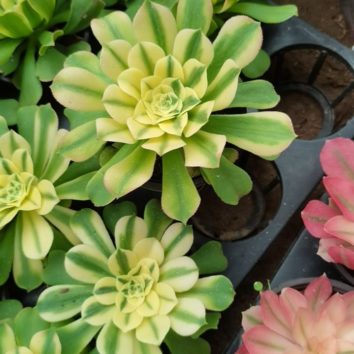 辛尼亚单头苗福利法师576