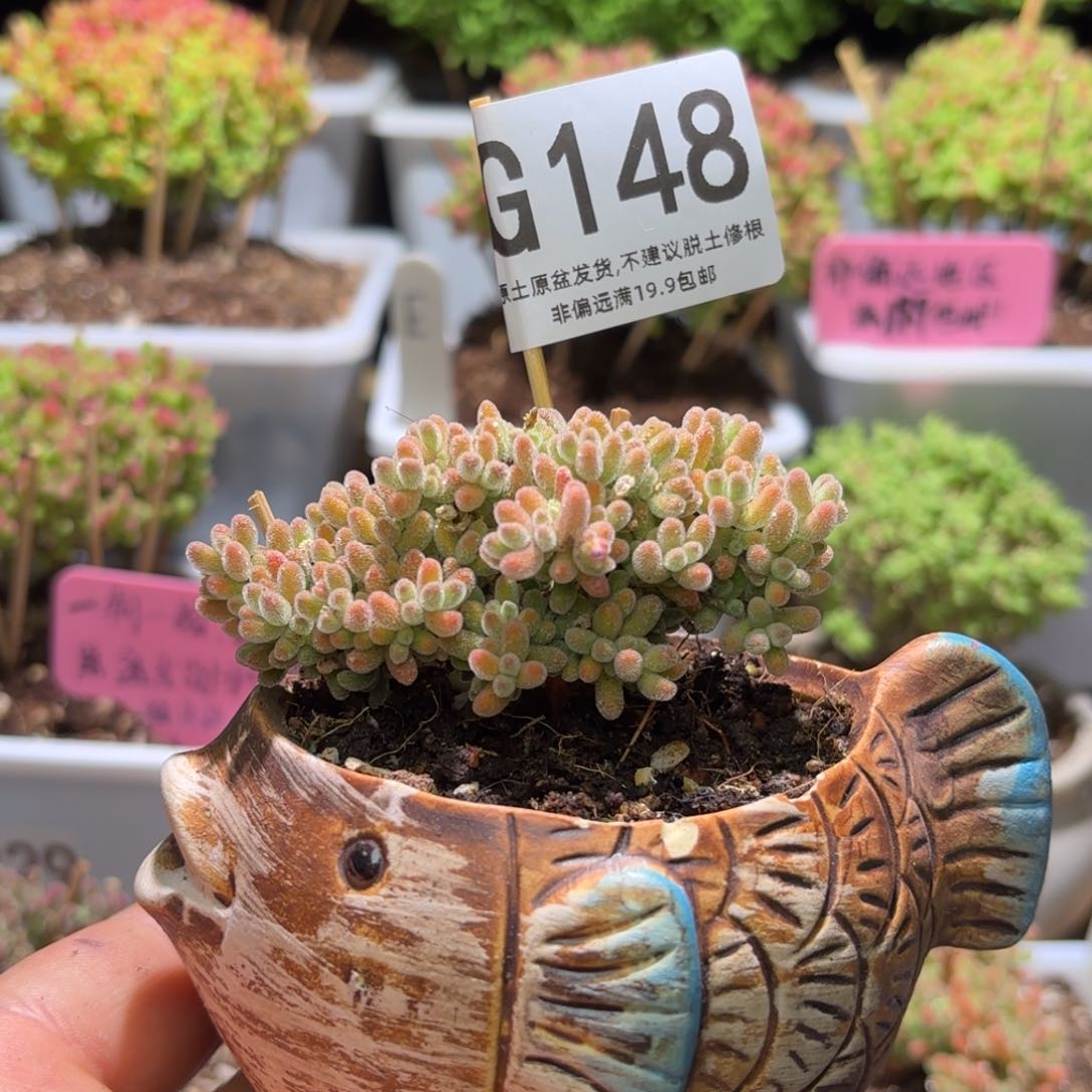 枝干番杏冰橙带盆G148