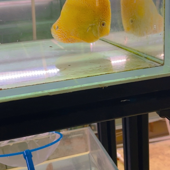 七彩神仙鱼L****?白化点鱼