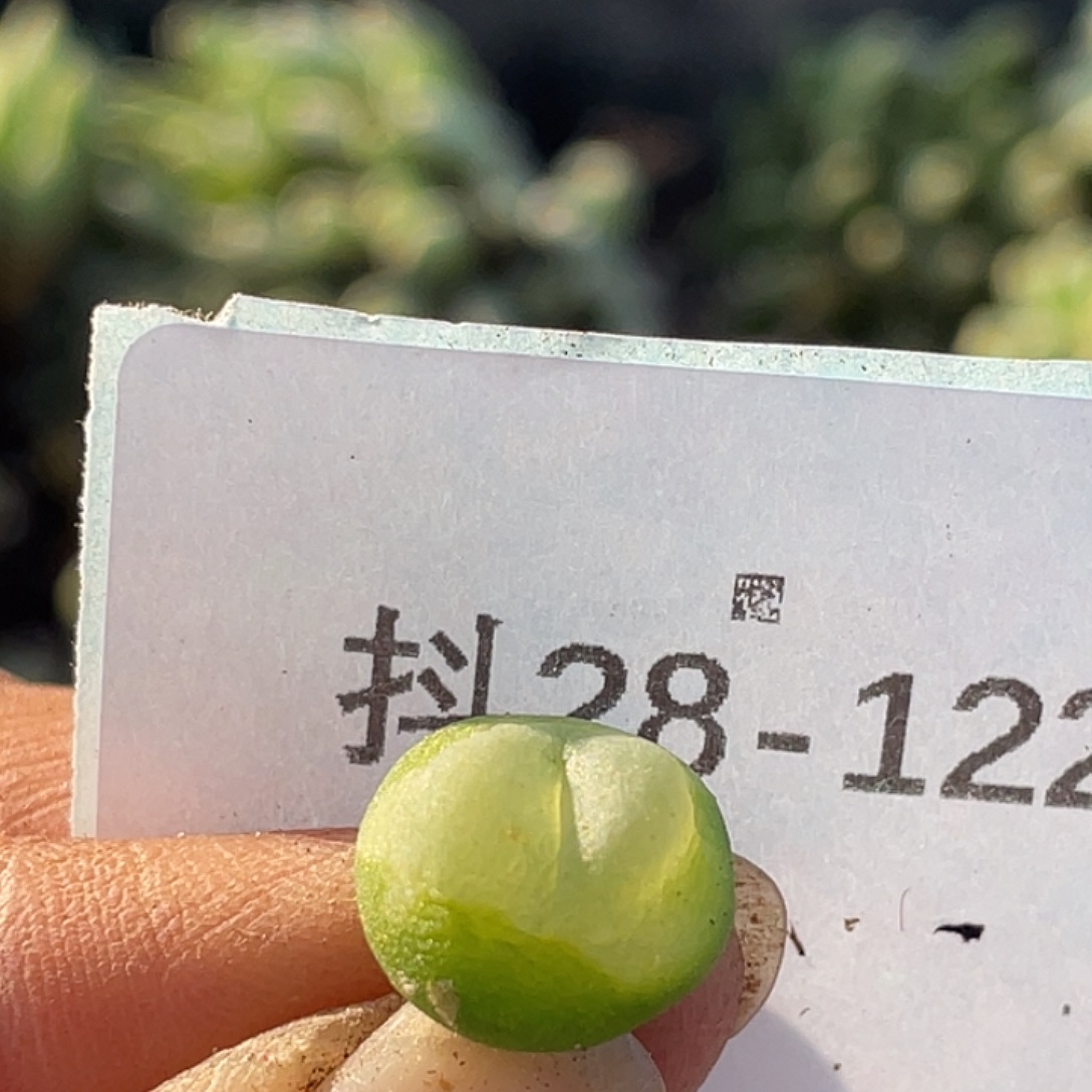 28-122拉登多肉植物