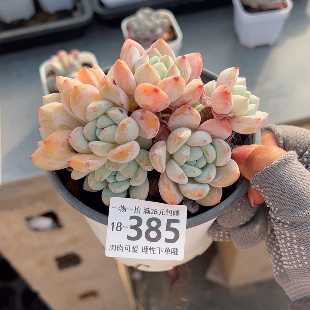 冷香多肉多肉多肉多肉