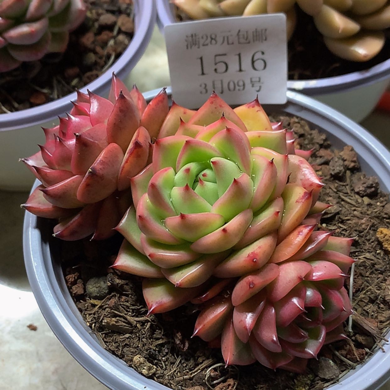 【闪购商品】云1516号粉钻