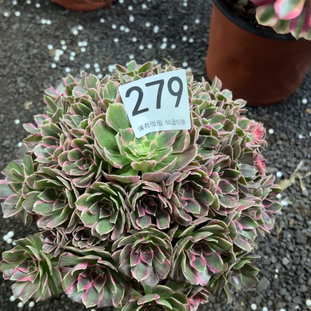 我是真的很喜欢这个