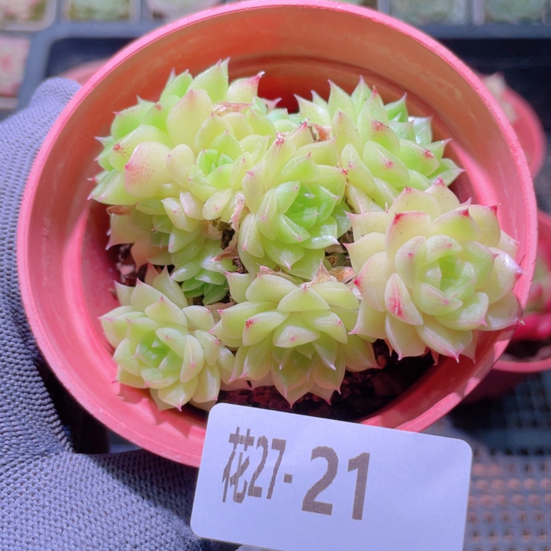 花利美27-21麦秆群