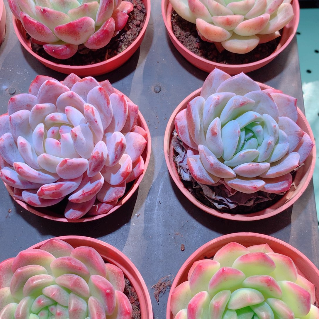 7-量拍品质保证多肉带盆9颗全单头