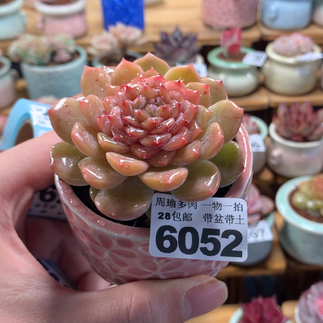 5厘米盆精控多肉6052