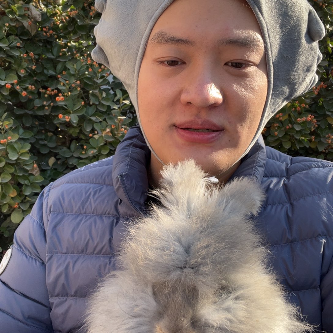 宠物兔英系安哥拉兔