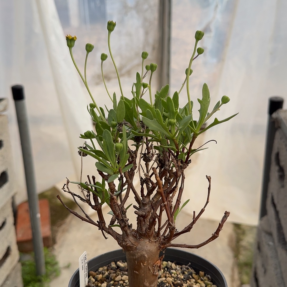 lobata厚敦菊一盆带盆发