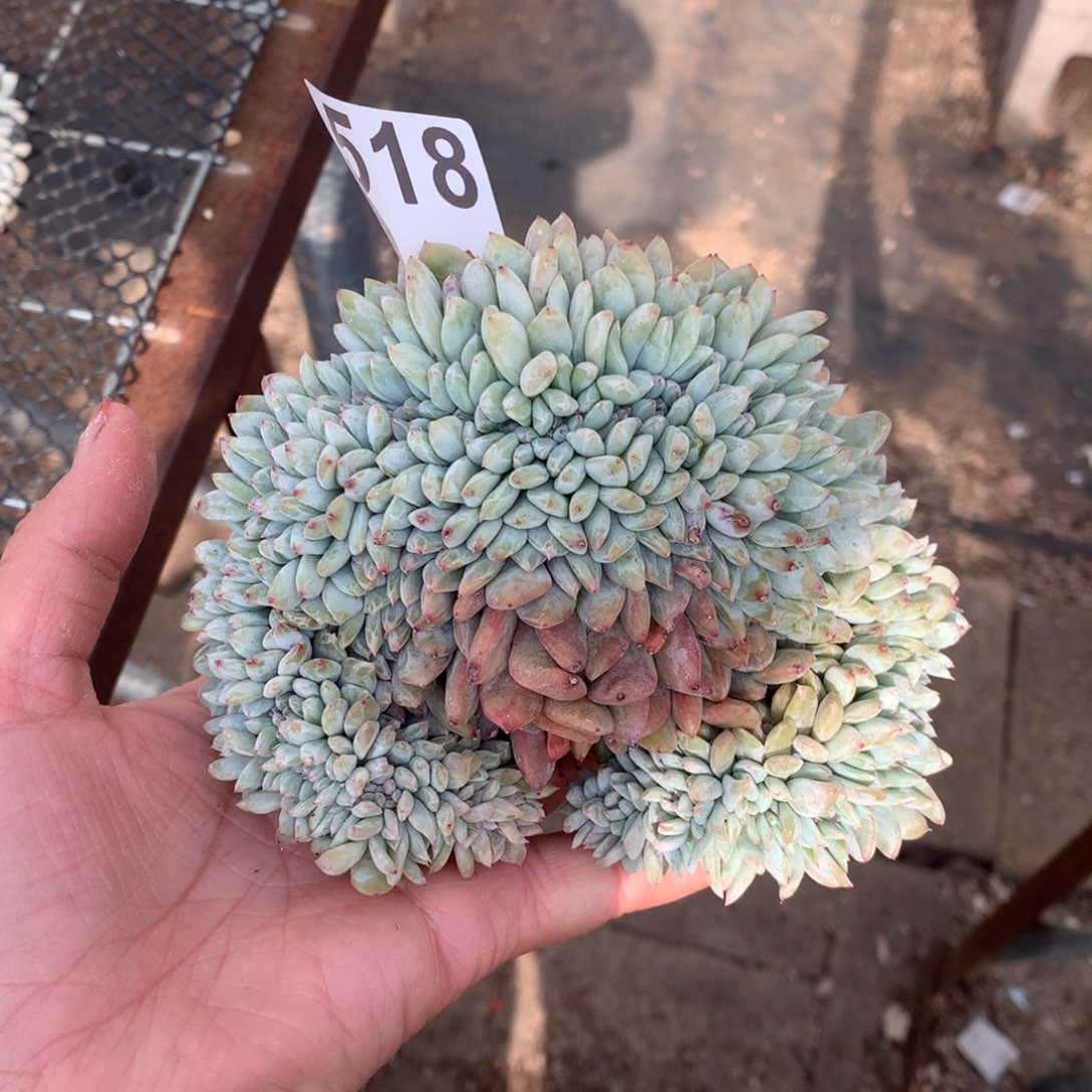 518橙子缀化多肉植物