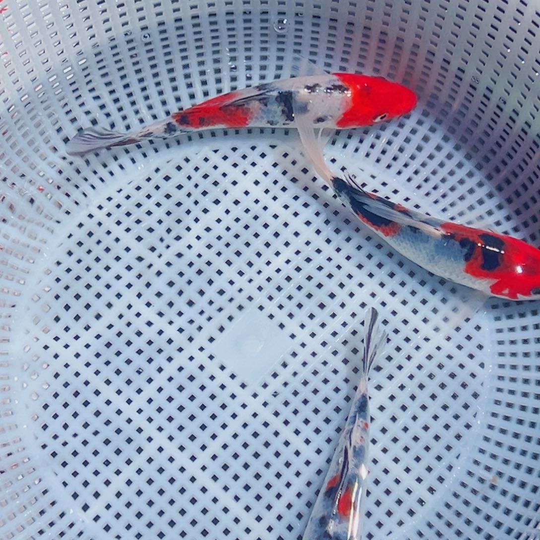 光***军锦鲤锦鲤观赏鱼8888