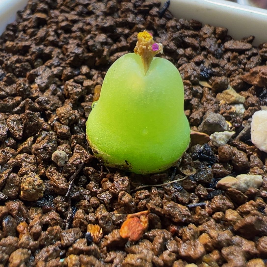 大葫芦多肉植物盆栽花卉